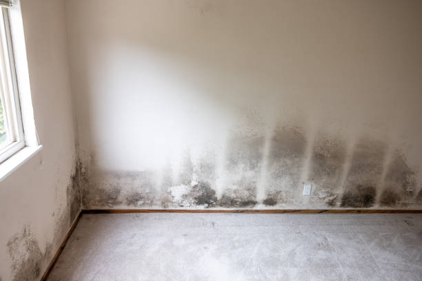 Best Commercial Mold Inspection  in Deep River Center, CT